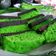 Cooksnap dari mailiz untuk resep Brownies kukus coklat pandan