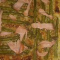 El cooksnap de jlrodbar cuando hizo Hojaldre de espárragos trigueros.