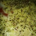 El cooksnap de Maria Fierro cuando hizo Pizza de la tía -sin levadura.