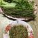 รูป Cooksnap ของ Chananthida Thammarit เมื่อเขาทำ ซุปมะเขือยาว
