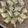 Cooksnap dari Tanti Widya (𝑼𝒍𝒕𝒂𝒏𝒕𝒊 𝑻𝒓𝒊𝒘𝒊𝒅𝒚𝒂) untuk resep Ketupat 30.30.30