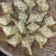 Cooksnap dari Tanti Widya (𝑼𝒍𝒕𝒂𝒏𝒕𝒊 𝑻𝒓𝒊𝒘𝒊𝒅𝒚𝒂) untuk resep Ketupat 30.30.30