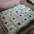 Cooksnap dari Tammy Juliant untuk resep Bolu potong pandan lembut
