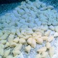 El cooksnap de Cecilia Las Heras cuando hizo Ñoquis caseros de papa y harina leudante.