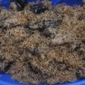 Cooksnap dari Amanda Siska Angellyka untuk resep Dendeng Ragi (Daging Sapi serundeng)