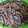 Cooksnap dari Ibuk Ako untuk resep Oseng Kering Tempe Manis dengan Teri dan Kacang