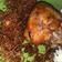 Cooksnap dari abai untuk resep Ayam Goreng Lengkuas