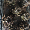 El cooksnap de Carlos Martin Chuecos cuando hizo Alcachofas al horno.