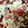 El cooksnap de Carmeta cuando hizo Lassi de cheesecake.
