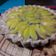 El cooksnap de Angie Arias cuando hizo Tarta de durazno con dulce de leche!!.