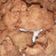 Cooksnap dari bheti mustaqiem untuk resep Ayam Fillet Krispy