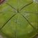 Cooksnap dari Rizky Fitria Febriani Nasution untuk resep Matcha Mille Crepes
