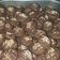 Cooksnap dari GEMI NASTITI untuk resep Semprit Coklat (Fatmah bahalwan)