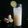 Cooksnap dari Resep BunBika untuk resep Yakult Lime Ice