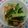 靜玥兒 的 涼拌嫩薑黃瓜(簡單料理) cooksnap