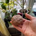 Сooksnap від Марина Данилова, який(а) приготував(ла) Печиво з арахісовою пастою за 10 хвилин 🍪⠀.