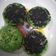Cooksnap dari Risce untuk resep Pukis bulat lembut dan berserat #RabuBaru #BikinRamadanBerkesan