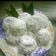 Cooksnap dari R e r e N a f a untuk resep Mochi Kacang / Original