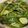 min j chan 的 XO醬A菜炒蘑菇 cooksnap