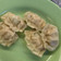 Cooksnap dari ziya untuk resep Kuotie/ Gyoza Ayam