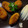El cooksnap de CocinarParaCuatro cuando hizo Croquetas de pollo a l’ast.