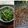 Cooksnap dari Nay Lestari untuk resep Rujak Kangkung / Brambang Asem