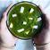 Heejal Pandya's cooksnap of when they made ઢાબા સ્ટાઈલ પાલક પનીર (Dhaba Style Palak Paneer Recipe In Gujarati).
