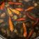 Cooksnap dari Betty Sulianti untuk resep Rawon daging Sapi