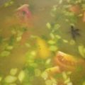 Cooksnap dari Dwi Ratnawati untuk resep Sop ikan kakap putih