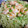 El cooksnap de Annie Vo cuando hizo Tagliatelle con burrata, gambas, pistachos tostados y aliño de albahaca.