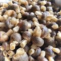 Cooksnap Dapur Yusfarisyia semasa beliau membuat Popia Simpul.