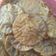 Cooksnap dari yenisetianingsih80 untuk resep Kue cucur
