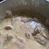 Cooksnap de Laurence sur la recette Filet mignon sauce moutarde au Cook Expert