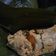 Cooksnap dari Endang Lestari untuk resep Bothok Tahu Telur Asin (PostingRame2_MasakanTahu)