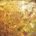 Cooksnap από marymyt στη συνταγή Σφουγγάτο με κολοκυθάκια