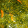 Cooksnap dari zubaidi rochman untuk resep Gulai daun singkong