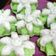 Cooksnap dari Meme Wennyi untuk resep Kue Putu Ayu