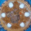 صورة من warda، شاركها بعد تجربة وصفة كسكس مرقة حمراء