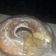 El cooksnap de daniela cuando hizo Budín de limón rico y fácil!.
