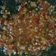 Cooksnap dari Fridah untuk resep Sambel Korek