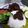 Cooksnap dari Sulistyowati untuk resep Bebek Hitam Madura
