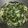 Cooksnap dari Isaura untuk resep Gulai Daun Singkong
