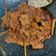 Cooksnap dari IRT Newbie untuk resep Rendang Daging Padang Asli