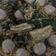 Cooksnap dari Ruth Purnamasari untuk resep Sup Putih Jamur Enoki