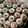 El cooksnap de Kary O. cuando hizo Cupcakes sin mantequilla 😉.