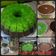 Cooksnap dari Dian Arliyani untuk resep Puding Lumut Pandan Coklat