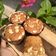 Cooksnap dari Novita Rosanti untuk resep Onbijtkoek (Bolu Belanda)