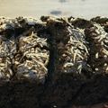 Cooksnap dari Maghfira Agustin untuk resep brownies panggang klasik