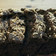 Cooksnap dari Maghfira Agustin untuk resep brownies panggang klasik
