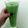 Talya's cooksnap of when they made Green Apple And Cucumber Juice.